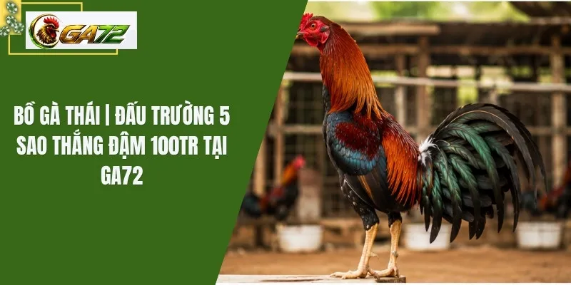 Bồ Gà Thái | Đấu Trường 5 Sao Thắng Đậm 100Tr Tại GA72