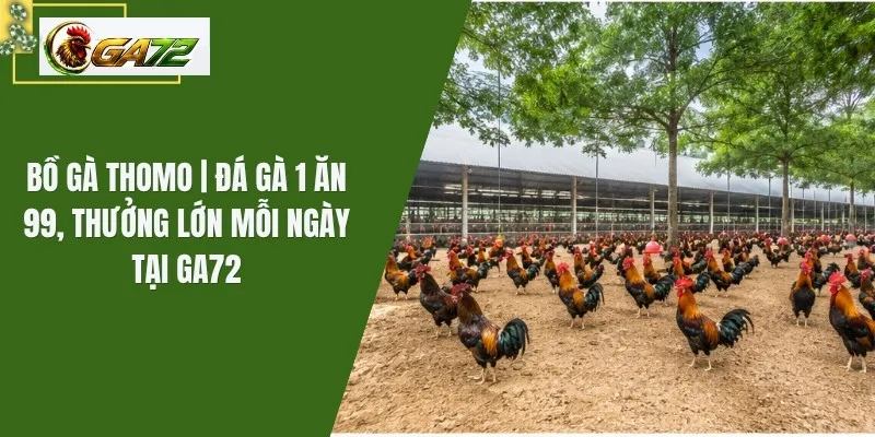 Bồ Gà Thomo | Đá Gà 1 Ăn 99, Thưởng Lớn Mỗi Ngày Tại GA72