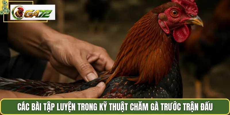 Các bài tập luyện trong kỹ thuật chăm gà trước trận đấu