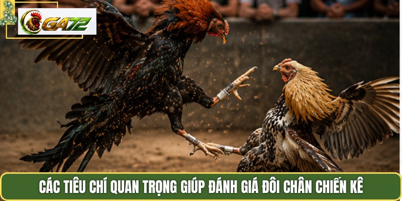 Các tiêu chí quan trọng giúp đánh giá đôi chân chiến kê