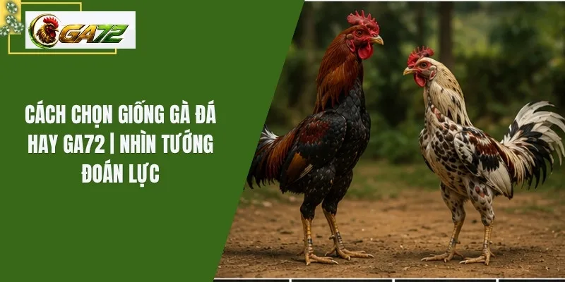 Cách Chọn Giống Gà Đá Hay Ga72 | Nhìn Tướng Đoán Lực