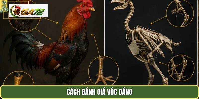 Cách đánh giá vóc dáng