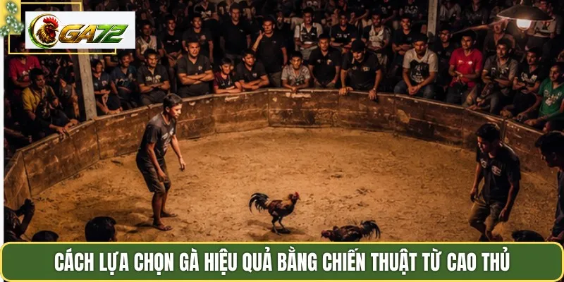 Cách lựa chọn gà hiệu quả bằng chiến thuật từ cao thủ