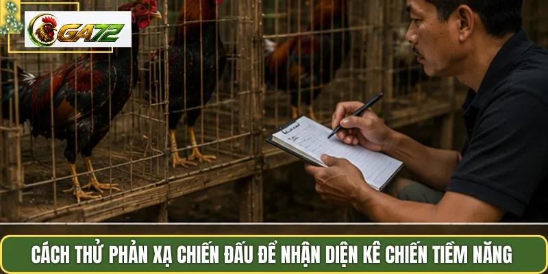 Cách thử phản xạ chiến đấu để nhận diện kê chiến tiềm năng 
