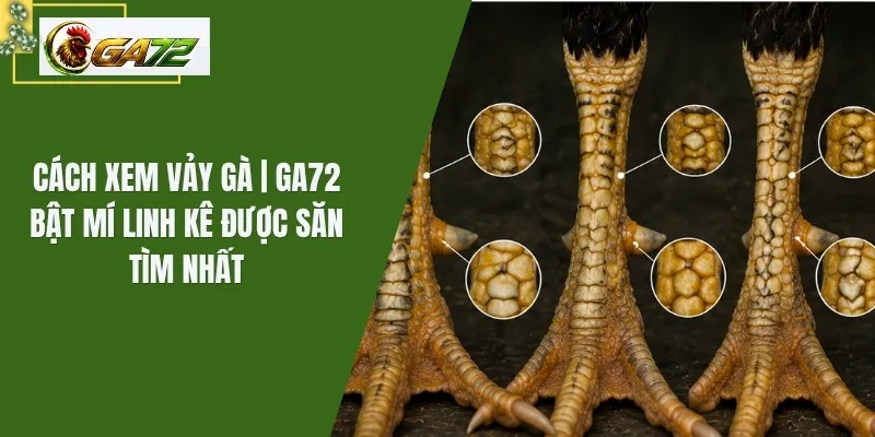 Cách Xem Vảy Gà | Ga72 Bật Mí Linh Kê Được Săn Tìm Nhất