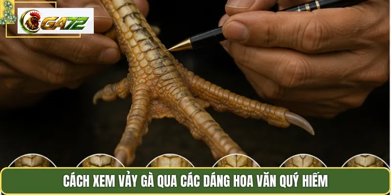 Cách xem vảy gà qua các dáng hoa văn quý hiếm