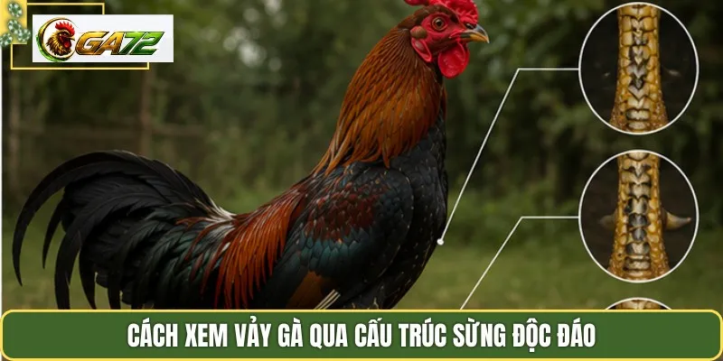 Cách xem vảy gà qua cấu trúc sừng độc đáo