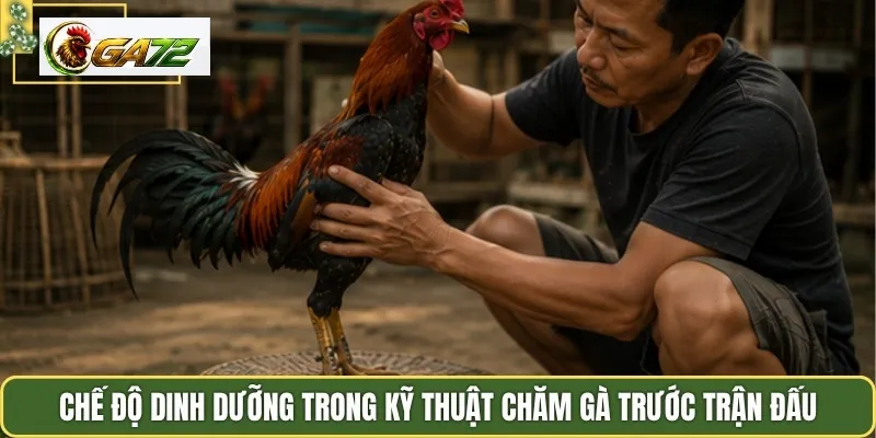 Chế độ dinh dưỡng trong kỹ thuật chăm gà trước trận đấu