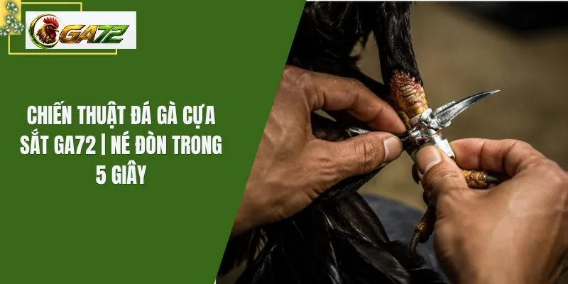 Chiến Thuật Đá Gà Cựa Sắt GA72 | Né Đòn Trong 5 Giây