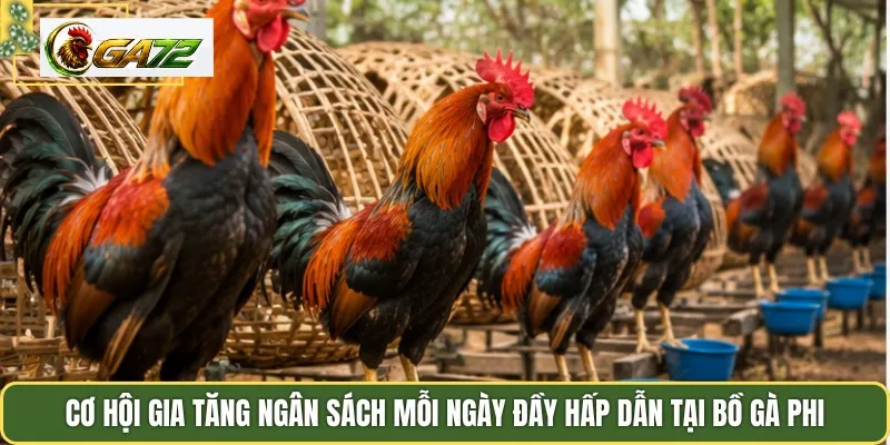 Cơ hội gia tăng ngân sách mỗi ngày đầy hấp dẫn tại bồ gà Phi