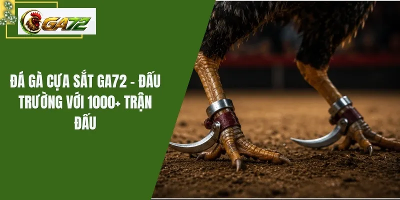 Đá Gà Cựa Sắt GA72 - Đấu Trường Với 1000+ Trận Đấu