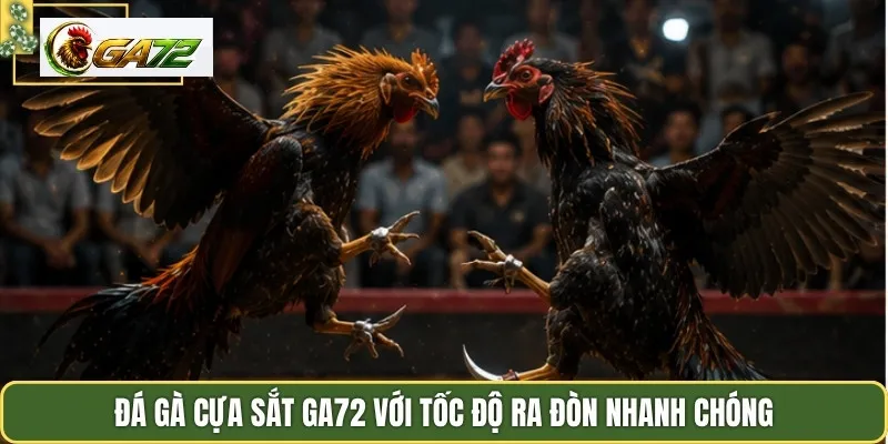 Đá gà cựa sắt GA72 với tốc độ ra đòn nhanh chóng