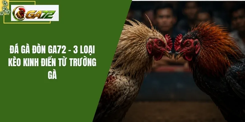 Đá Gà Đòn GA72 - 3 Loại Kèo Kinh Điển Từ Trường Gà