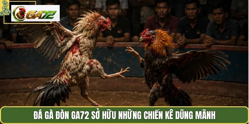 Đá gà đòn GA72 sở hữu những chiến kê dũng mãnh