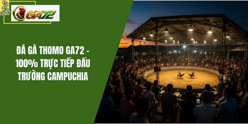 Đá Gà Thomo GA72 - 100% Trực Tiếp Đấu Trường Campuchia