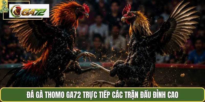 Đá gà Thomo GA72 trực tiếp các trận đấu đỉnh cao