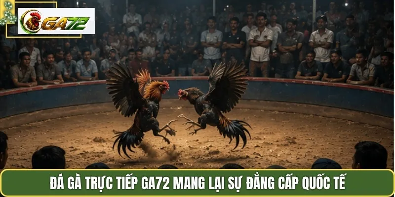 Đá gà trực tiếp GA72 mang lại sự đẳng cấp quốc tế