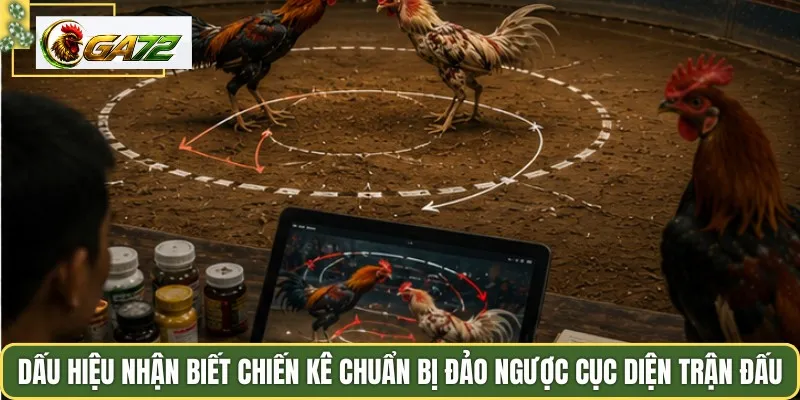 Dấu hiệu nhận biết chiến kê chuẩn bị đảo ngược cục diện trận đấu