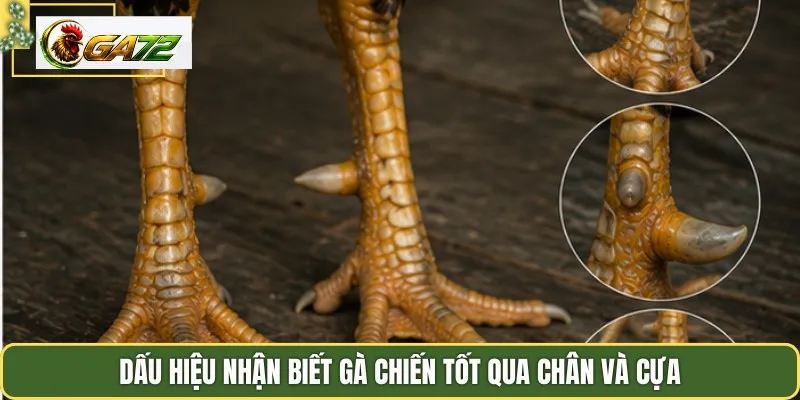 Dấu hiệu nhận biết gà chiến tốt qua chân và cựa