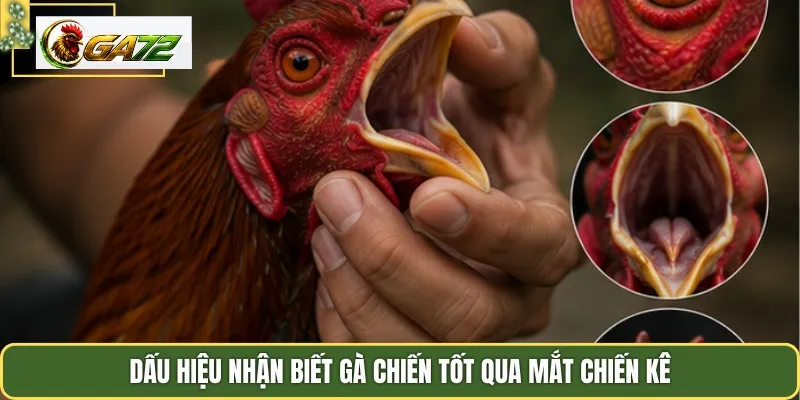 Dấu hiệu nhận biết gà chiến tốt qua mắt chiến kê