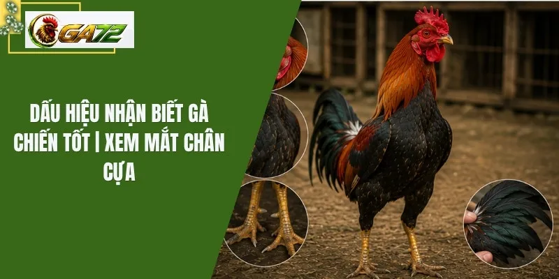Dấu Hiệu Nhận Biết Gà Chiến Tốt | Xem Mắt Chân Cựa
