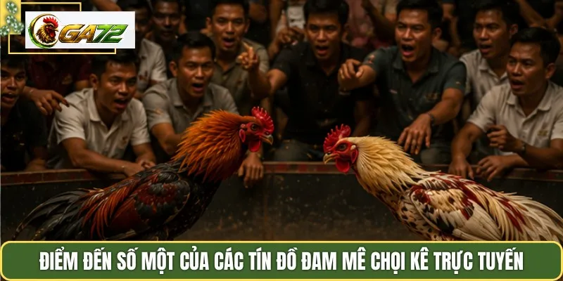 Điểm đến số một của các tín đồ đam mê chọi kê trực tuyến
