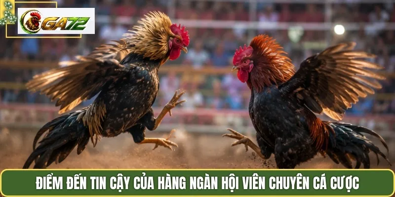 Điểm đến tin cậy của hàng ngàn hội viên chuyên cá cược