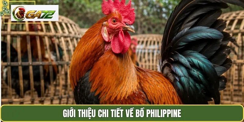 Giới thiệu chi tiết về bồ Philippine