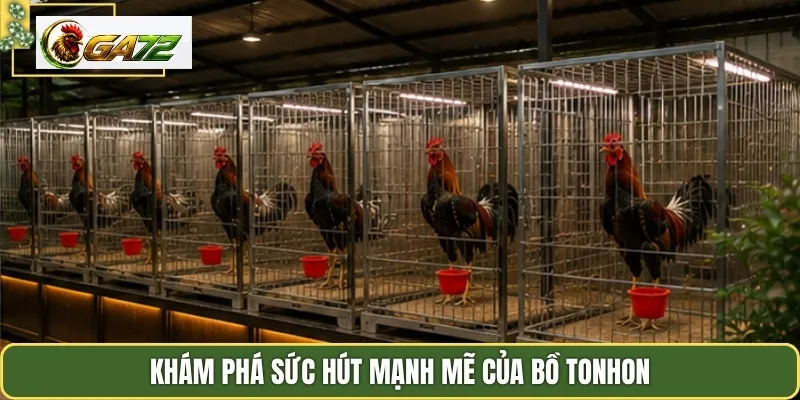 Khám phá sức hút mạnh mẽ của bồ tonhon
