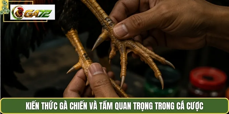 Kiến thức gà chiến và tầm quan trọng trong cá cược