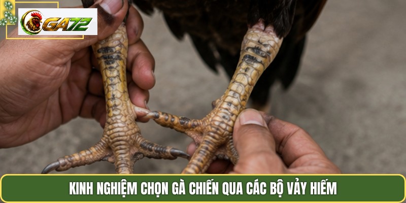 Kinh nghiệm chọn gà chiến qua các bộ vảy hiếm