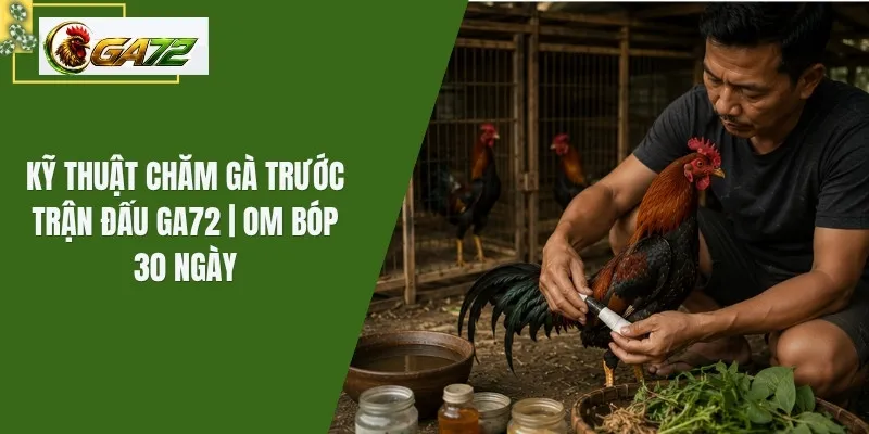 Kỹ Thuật Chăm Gà Trước Trận Đấu Ga72 | Om Bóp 30 Ngày