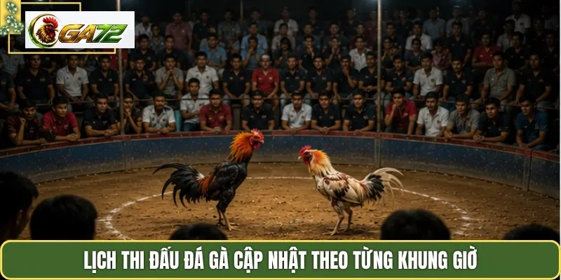 Lịch thi đấu đá gà cập nhật theo từng khung giờ