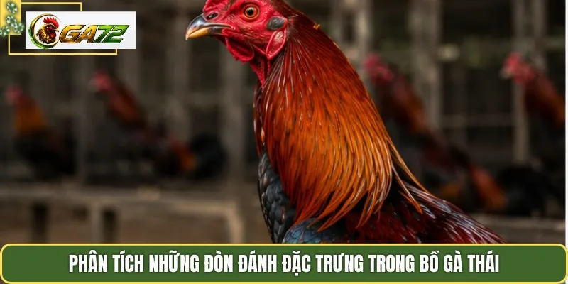 Phân tích những đòn đánh đặc trưng trong bồ gà Thái