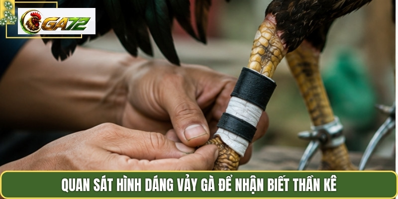 Quan sát hình dáng vảy gà để nhận biết thần kê