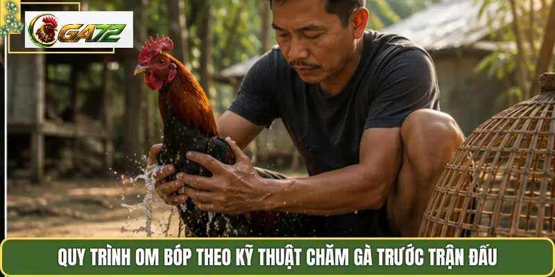 Quy trình om bóp theo kỹ thuật chăm gà trước trận đấu