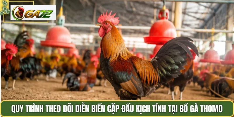 Quy trình theo dõi diễn biến cặp đấu kịch tính tại bồ gà Thomo