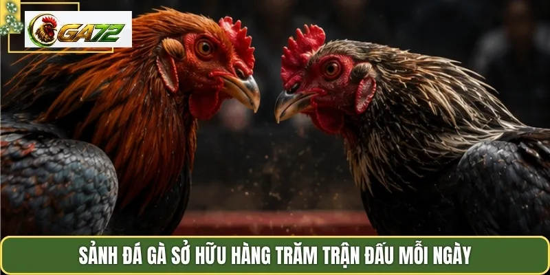 Sảnh đá gà sở hữu hàng trăm trận đấu mỗi ngày