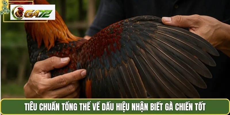 Tiêu chuẩn tổng thể về dấu hiệu nhận biết gà chiến tốt