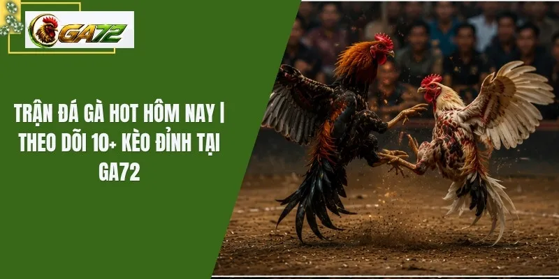 Trận Đá Gà Hot Hôm Nay | Theo Dõi 10+ Kèo Đỉnh Tại GA72
