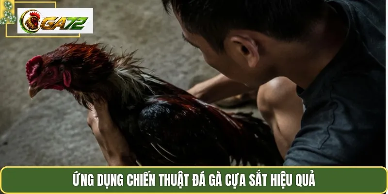 Ứng dụng chiến thuật đá gà cựa sắt hiệu quả