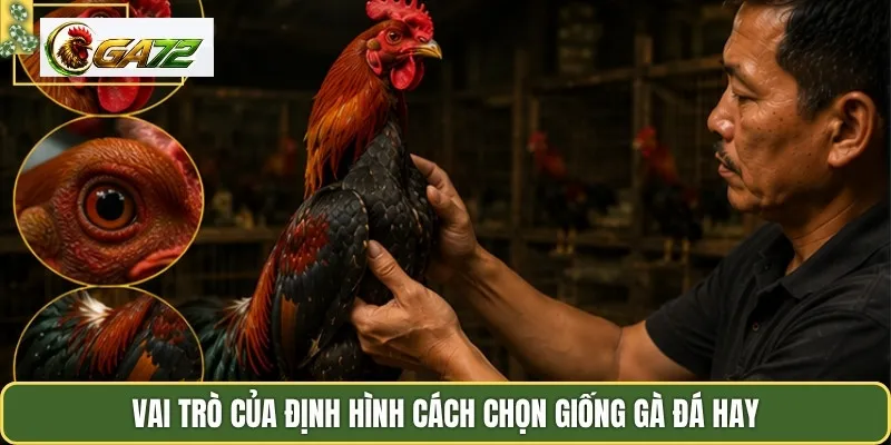 Vai trò của định hình cách chọn giống gà đá hay