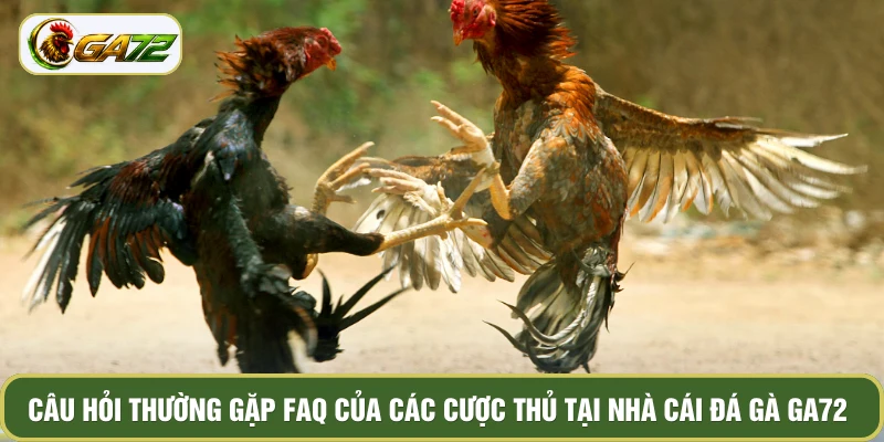 Câu hỏi thường gặp FAQ của các cược thủ tại nhà cái đá gà GA72