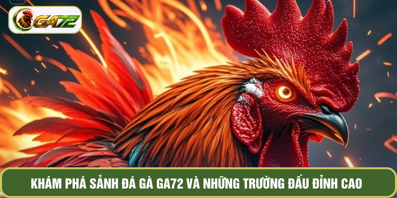 Khám phá sảnh đá gà GA72 và những trường đấu đỉnh cao